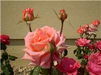 1f893942-Picture 2248.jpg